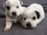 3 chiots Bouviers Australiens mâles bleus à réserver (LOF Cattle Dog)