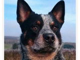 3 chiots Bouviers Australiens mâles bleus à réserver (LOF Cattle Dog)