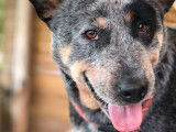 3 chiots Bouviers Australiens mâles bleus à réserver (LOF Cattle Dog)