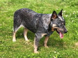 3 chiots Bouviers Australiens mâles bleus à réserver (LOF Cattle Dog)