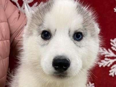 Mis en vente de 4 chiots gris Huskies de Sibérie LOF