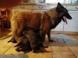 Chiots de race Berger Belge Tervueren &agrave; vendre (5 femelles & 3 m&acirc;les)