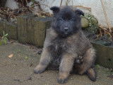 Chiots de race Berger Belge Tervueren &agrave; vendre (5 femelles & 3 m&acirc;les)