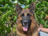 Etalon Berger Allemand LOF disponible pour saillie
