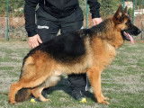 Etalon Berger Allemand LOF disponible pour saillie