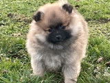 &Agrave; vendre un chiot m&acirc;le LOF Spitz Nain Allemand sable charbonn&eacute;