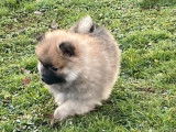 &Agrave; vendre un chiot m&acirc;le LOF Spitz Nain Allemand sable charbonn&eacute;