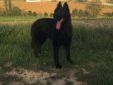 3 chiots Bergers Belges Groenendael à réserver (LOF)