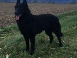 3 chiots Bergers Belges Groenendael à réserver (LOF)