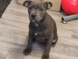 Disponible &agrave; la vente un chiot femelle Staffie bleue LOF