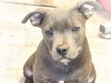 Disponible &agrave; la vente un chiot femelle Staffie bleue LOF