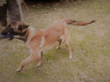 2 chiots Bergers Belges Malinois LOF en vente