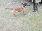 2 chiots Bergers Belges Malinois LOF en vente