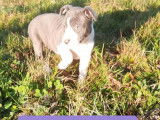 7 chiots American Staffordshire Terriers à acheter (LOF)