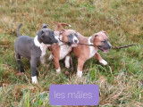7 chiots American Staffordshire Terriers à acheter (LOF)