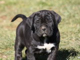 Des chiots Canes Corso LOF noirs ou bringés disponibles à la vente