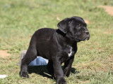 Des chiots Canes Corso LOF noirs ou bringés disponibles à la vente