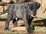 Des chiots Canes Corso LOF noirs ou bringés disponibles à la vente