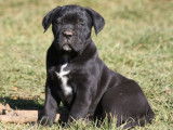 Des chiots Canes Corso LOF noirs ou bringés disponibles à la vente