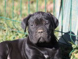 Des chiots Canes Corso LOF noirs ou bringés disponibles à la vente