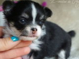 À réserver : 4 chiots, 2 femelles et 2 mâles Chihuahuas LOF