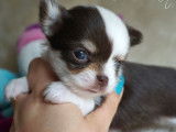 À réserver : 4 chiots, 2 femelles et 2 mâles Chihuahuas LOF