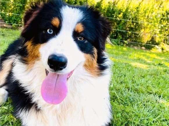 Un chien Berger Australien tricolore LOF de deux ans disponible pour saillie