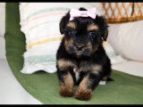 2 chiots de race Morkie robe noire et feu disponibles à l'adoption