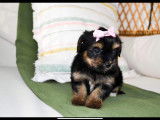 2 chiots de race Morkie robe noire et feu disponibles à l'adoption