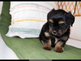 2 chiots de race Morkie robe noire et feu disponibles à l'adoption