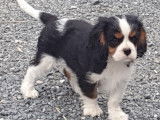 Mâle Cavalier King Charles tricolore à vendre