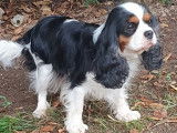 Mâle Cavalier King Charles tricolore à vendre