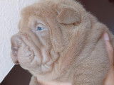 Chiots sharpei lilac ,bleu et isabelle blue