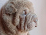 Chiots sharpei lilac ,bleu et isabelle blue