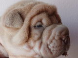 Chiots sharpei lilac ,bleu et isabelle blue