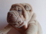 Chiots sharpei lilac ,bleu et isabelle blue