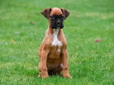 Chiots Boxer à vendre