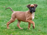 Chiots Boxer à vendre