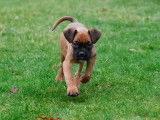Chiots Boxer à vendre