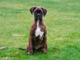 Chiots Boxer à vendre