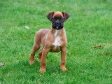Chiots Boxer à vendre