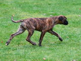 Chiots Boxer à vendre