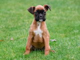 Chiots Boxer à vendre