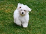 Chiots Bichon Maltais &agrave; vendre