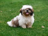 Chiots Shih Tzu à vendre