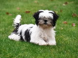 Chiots Shih Tzu à vendre