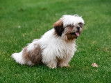 Chiots Shih Tzu à vendre