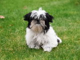 Chiots Shih Tzu à vendre