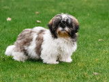 Chiots Shih Tzu à vendre