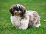 Chiots Shih Tzu à vendre